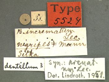 Media type: image;   Entomology 5524 Aspect: labels